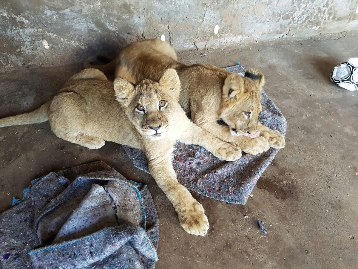 Roossenekal Thandabantu Game Lodge מראה חיצוני תמונה
